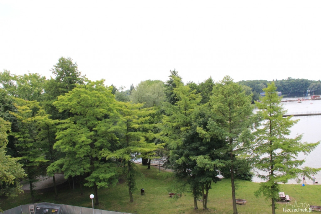 Wycinka drzew przy szczecineckim zamku