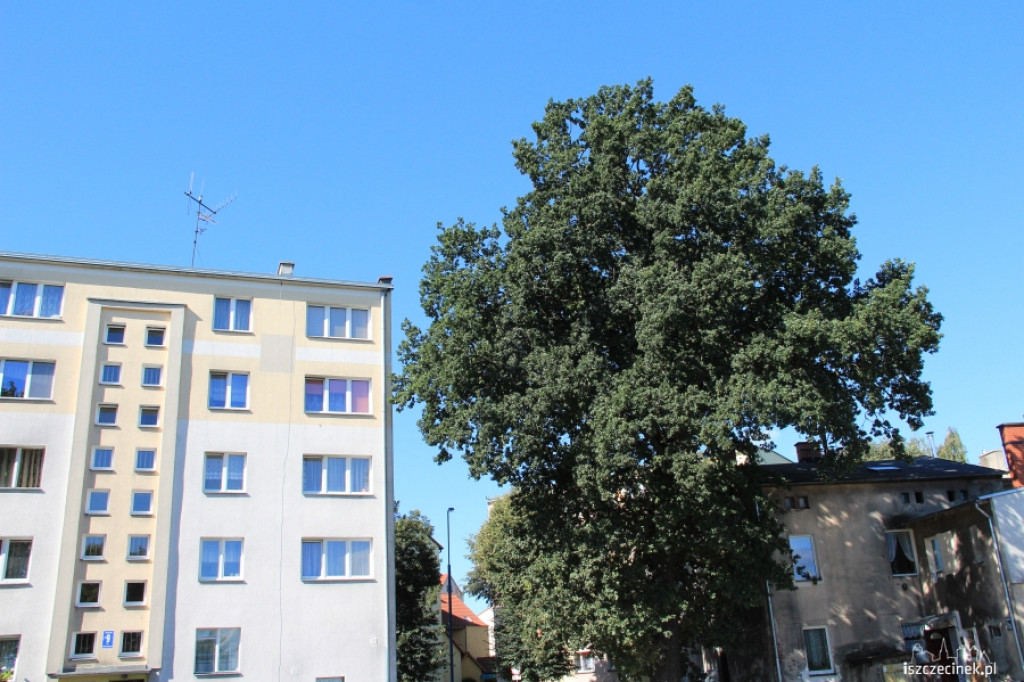 Urzędnicy na drzewie - ratowali kota