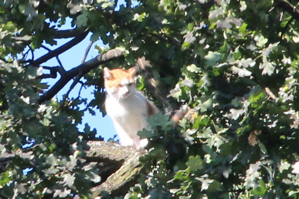 Urzędnicy na drzewie - ratowali kota