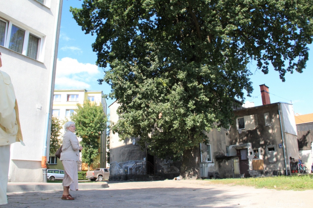 Urzędnicy na drzewie - ratowali kota