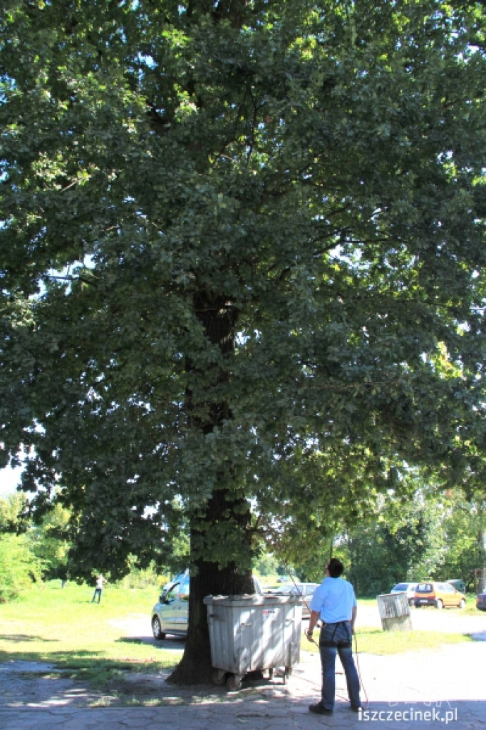 Urzędnicy na drzewie - ratowali kota