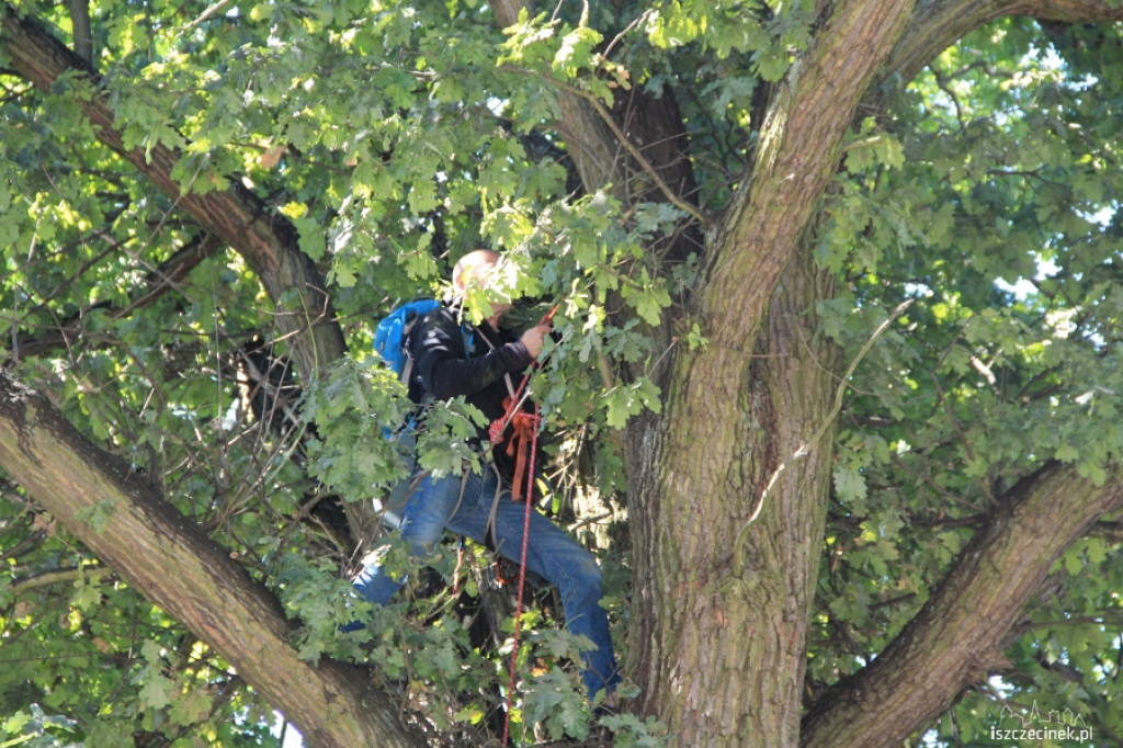 Urzędnicy na drzewie - ratowali kota