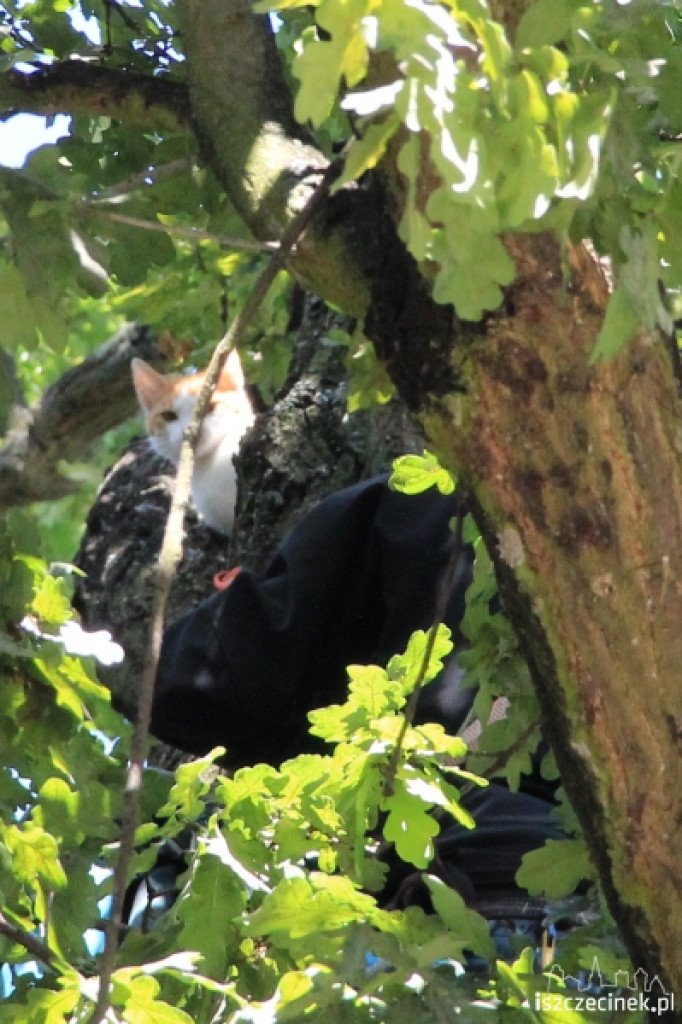 Urzędnicy na drzewie - ratowali kota