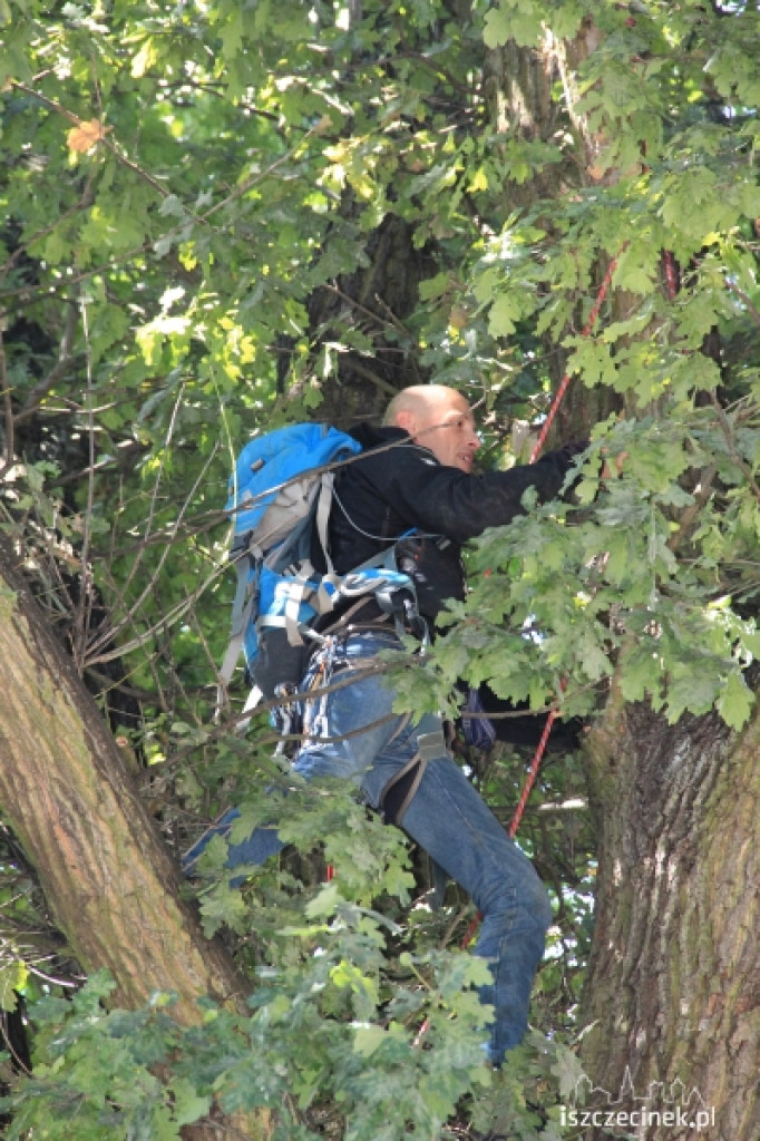 Urzędnicy na drzewie - ratowali kota