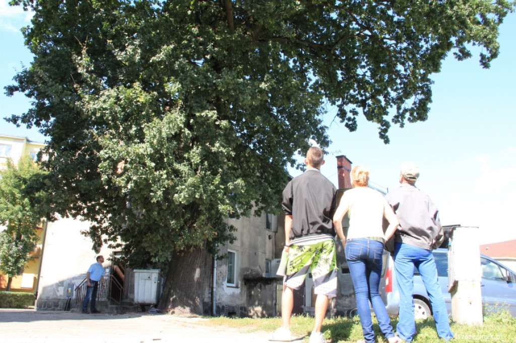 Urzędnicy na drzewie - ratowali kota