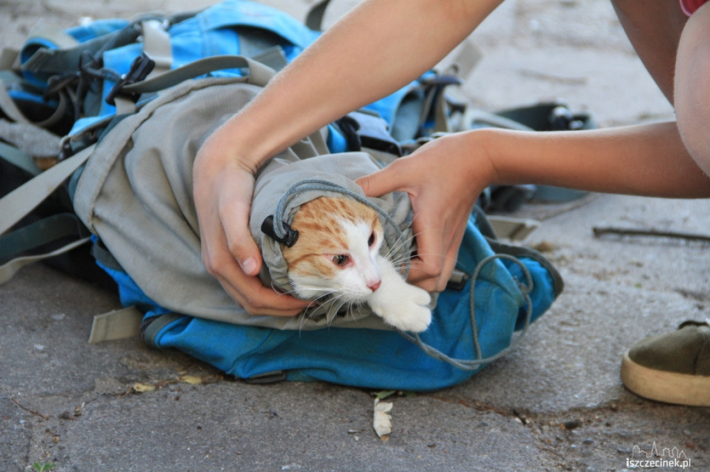 Urzędnicy na drzewie - ratowali kota