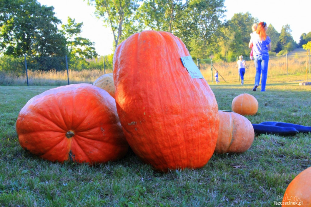 Festiwal Dyni w Radaczu