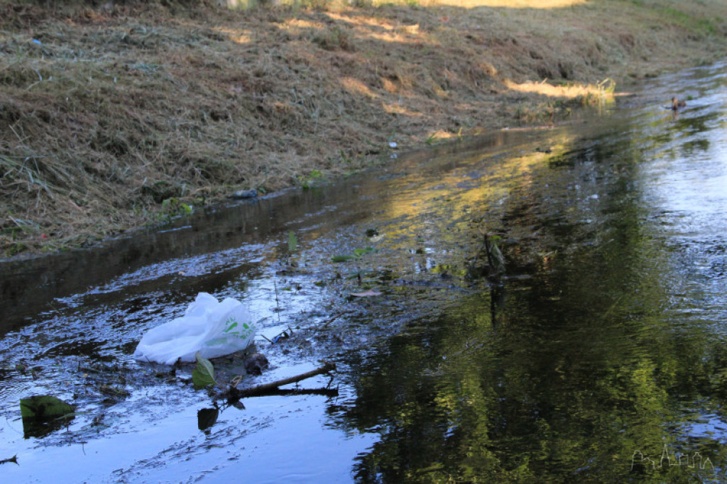 Niezdobna w okolicy ul. Rzecznej w Szczecinku