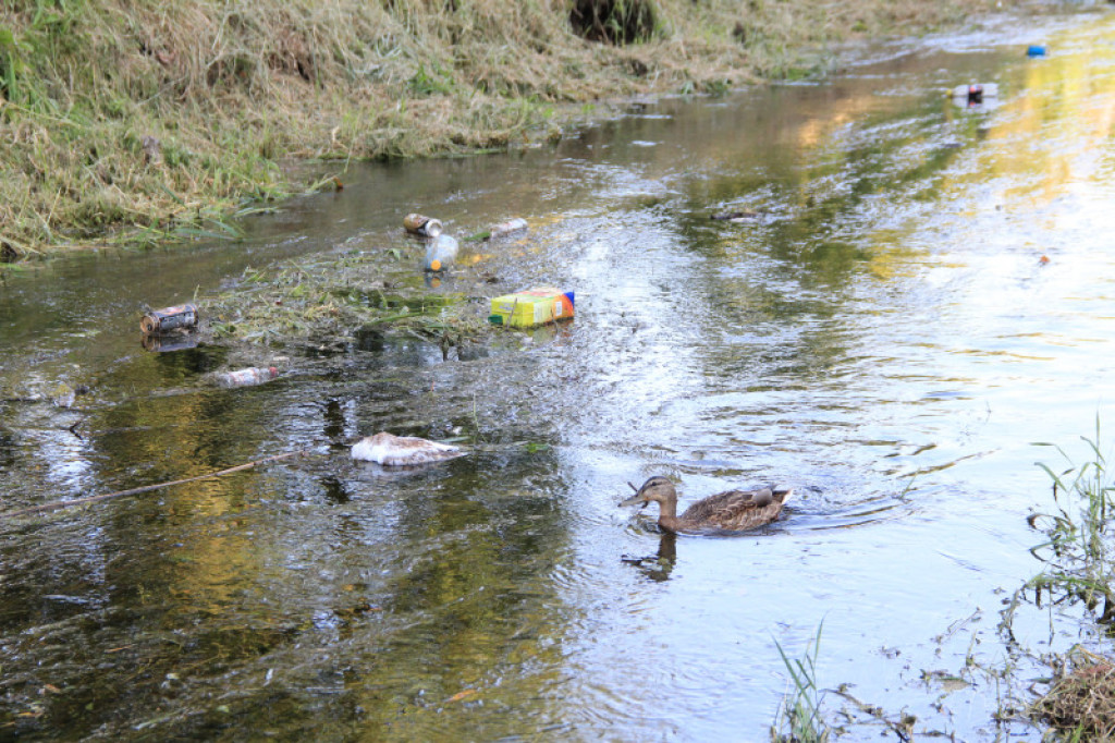 Niezdobna w okolicy ul. Rzecznej w Szczecinku