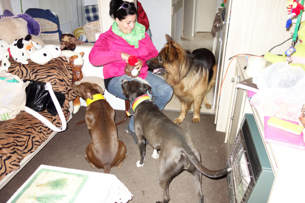 LikeDog - pierwszy w Szczecinku profesjonalny Ośrodek Szkoleniowo-Rehabilitacyjny dla Psów