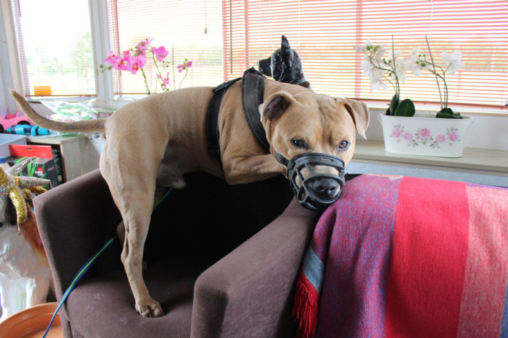 LikeDog - pierwszy w Szczecinku profesjonalny Ośrodek Szkoleniowo-Rehabilitacyjny dla Psów