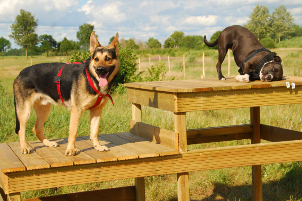LikeDog - pierwszy w Szczecinku profesjonalny Ośrodek Szkoleniowo-Rehabilitacyjny dla Psów