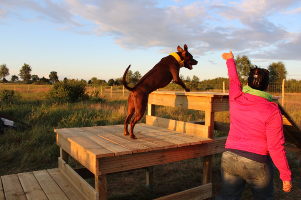 LikeDog - pierwszy w Szczecinku profesjonalny Ośrodek Szkoleniowo-Rehabilitacyjny dla Psów