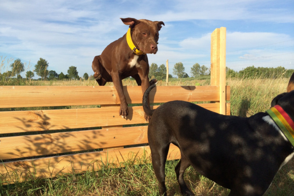 LikeDog - pierwszy w Szczecinku profesjonalny Ośrodek Szkoleniowo-Rehabilitacyjny dla Psów