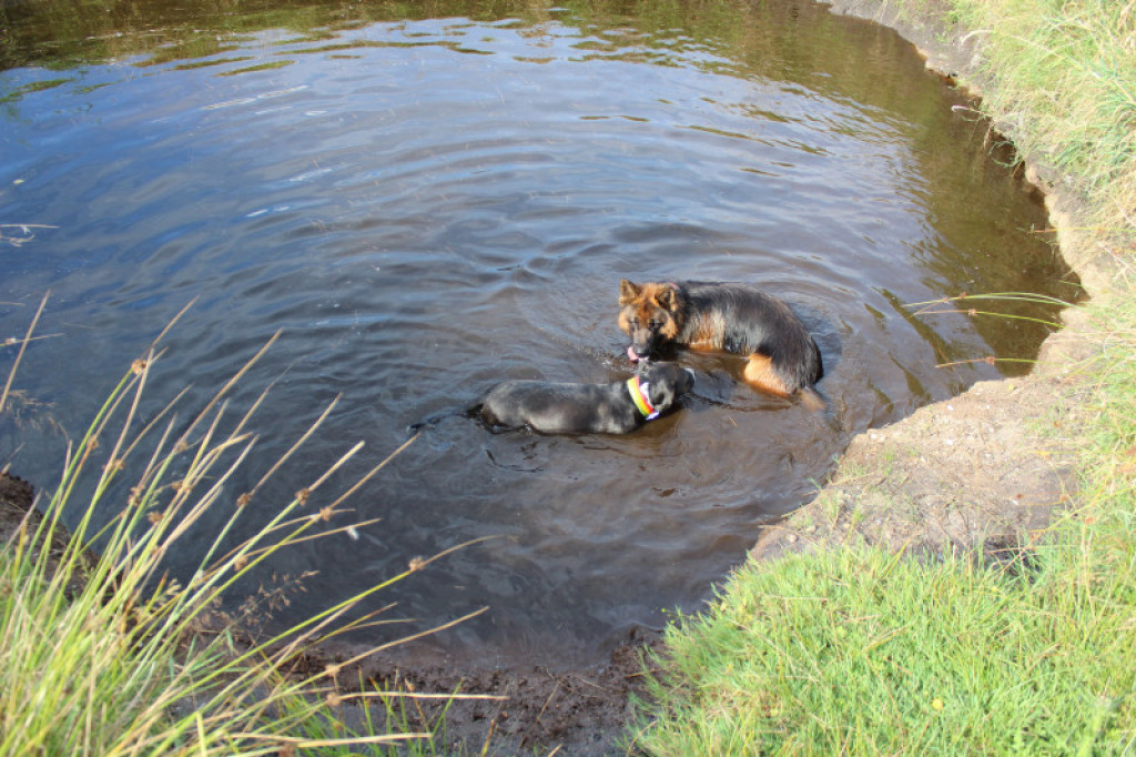 LikeDog - pierwszy w Szczecinku profesjonalny Ośrodek Szkoleniowo-Rehabilitacyjny dla Psów