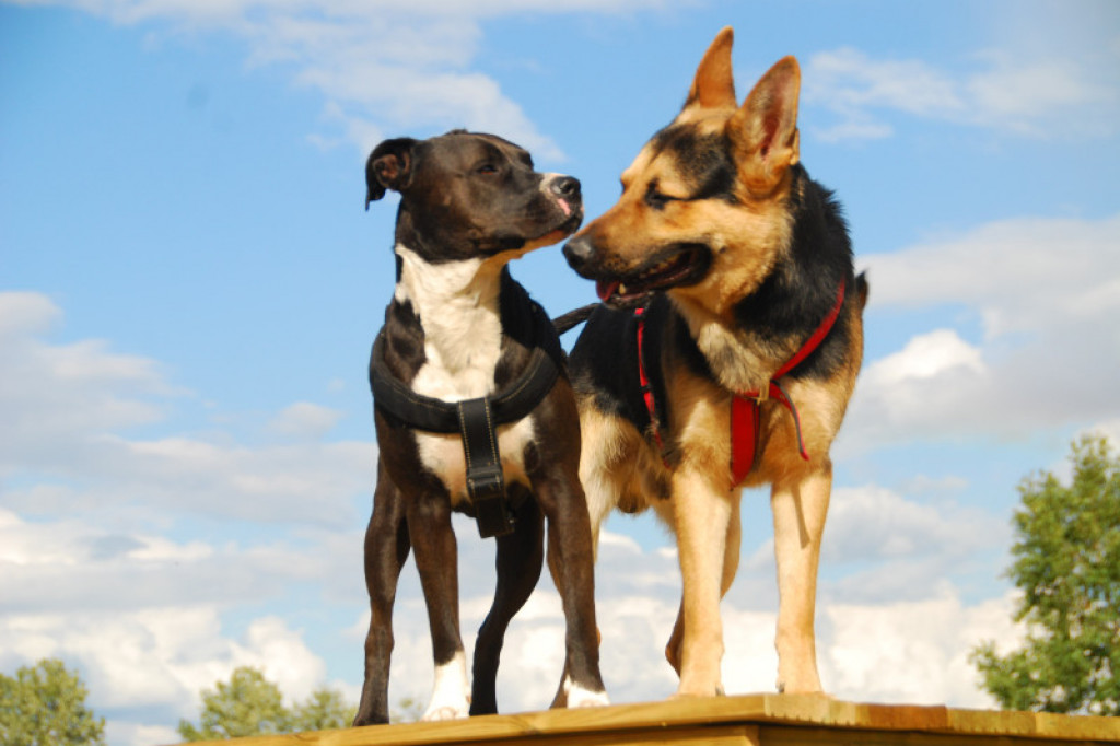 LikeDog - pierwszy w Szczecinku profesjonalny Ośrodek Szkoleniowo-Rehabilitacyjny dla Psów