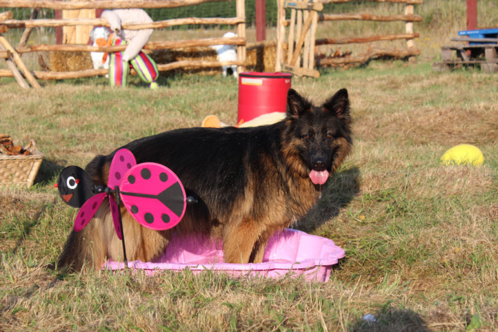 LikeDog - pierwszy w Szczecinku profesjonalny Ośrodek Szkoleniowo-Rehabilitacyjny dla Psów