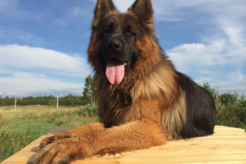 LikeDog - pierwszy w Szczecinku profesjonalny Ośrodek Szkoleniowo-Rehabilitacyjny dla Psów