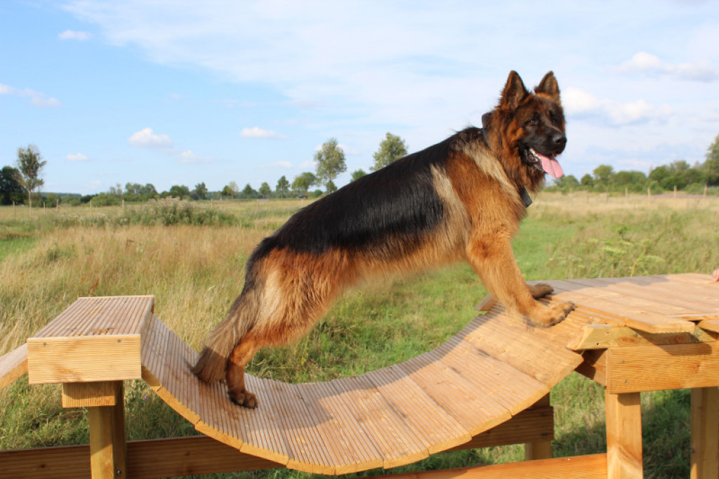 LikeDog - pierwszy w Szczecinku profesjonalny Ośrodek Szkoleniowo-Rehabilitacyjny dla Psów