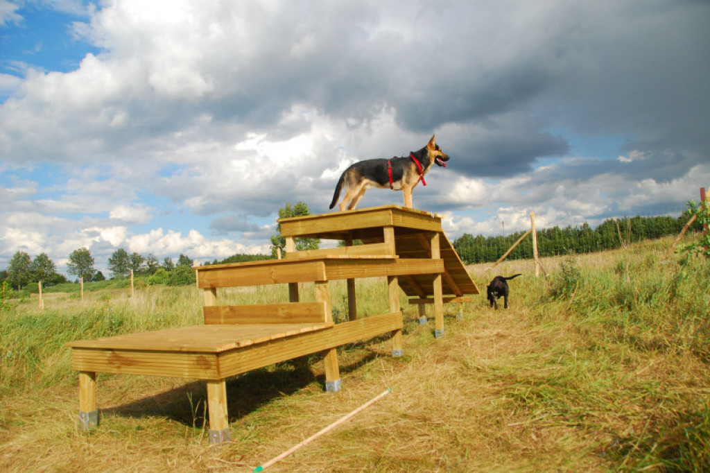 LikeDog - pierwszy w Szczecinku profesjonalny Ośrodek Szkoleniowo-Rehabilitacyjny dla Psów