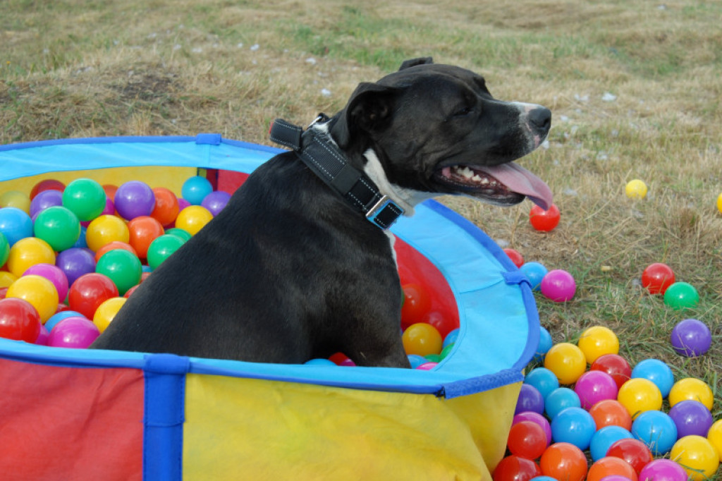 LikeDog - pierwszy w Szczecinku profesjonalny Ośrodek Szkoleniowo-Rehabilitacyjny dla Psów