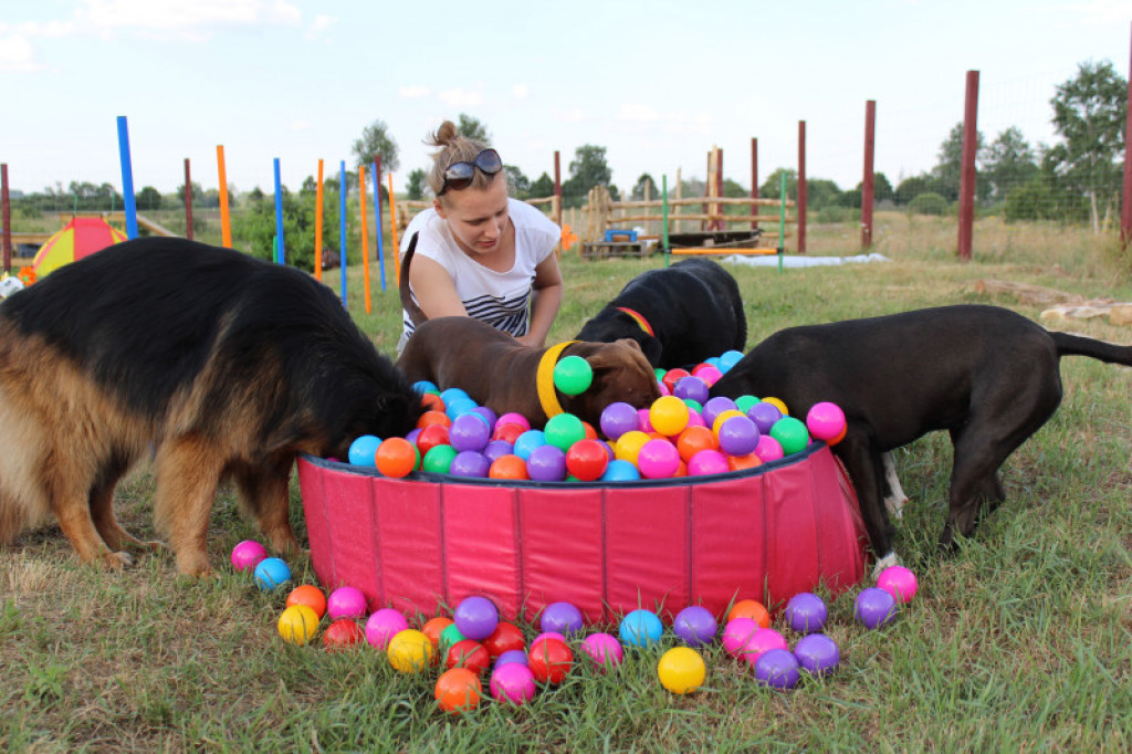 LikeDog - pierwszy w Szczecinku profesjonalny Ośrodek Szkoleniowo-Rehabilitacyjny dla Psów