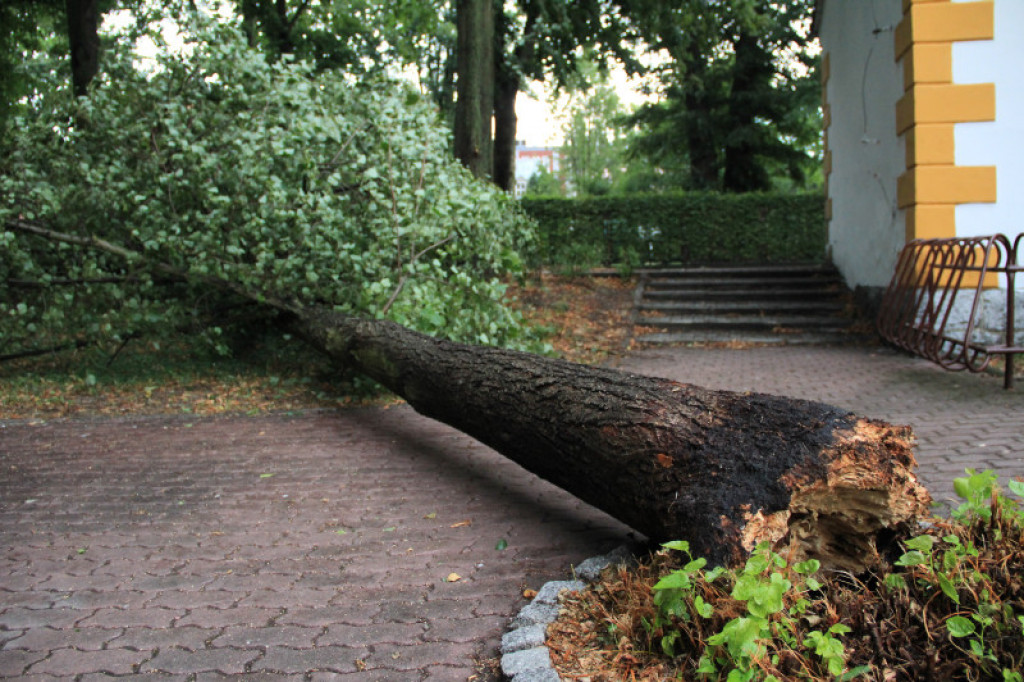 Powalone drzewa w Parku Miejskim