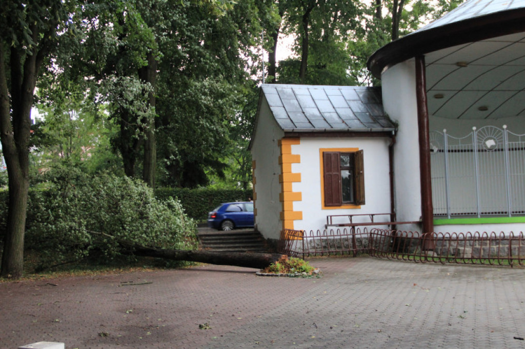 Powalone drzewa w Parku Miejskim