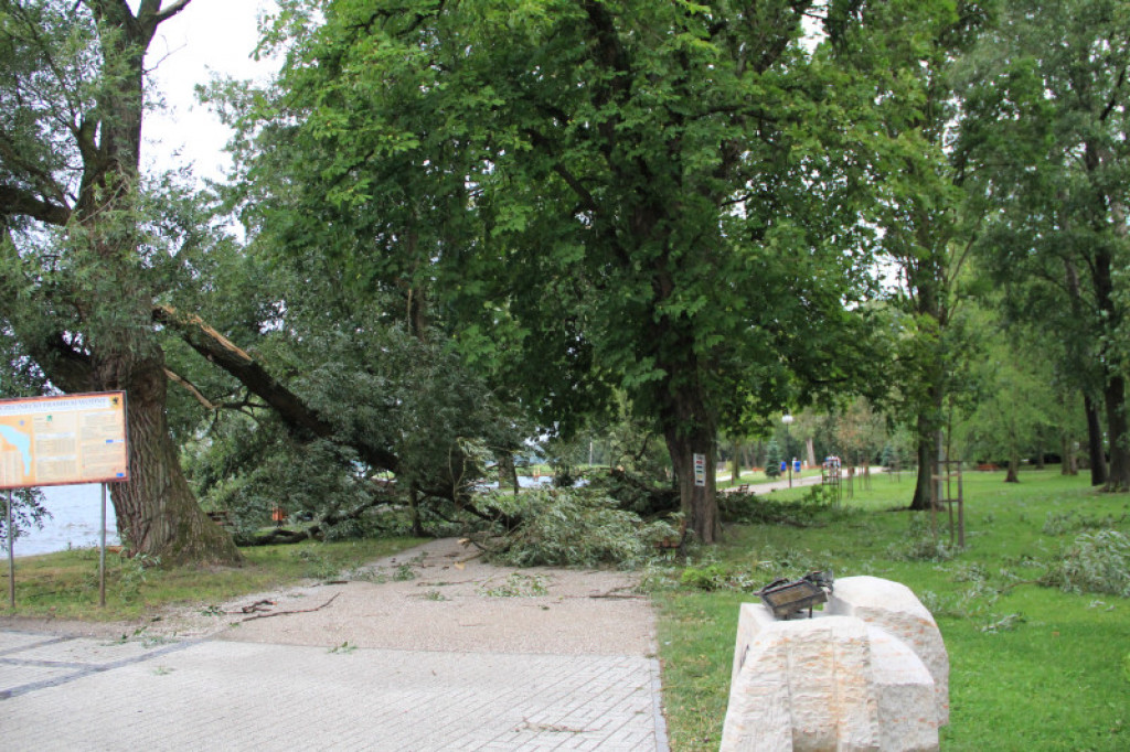 Powalone drzewa w Parku Miejskim
