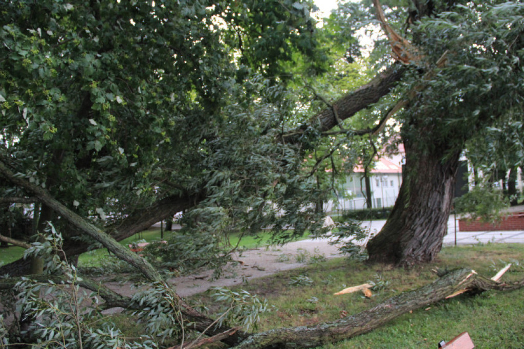 Powalone drzewa w Parku Miejskim