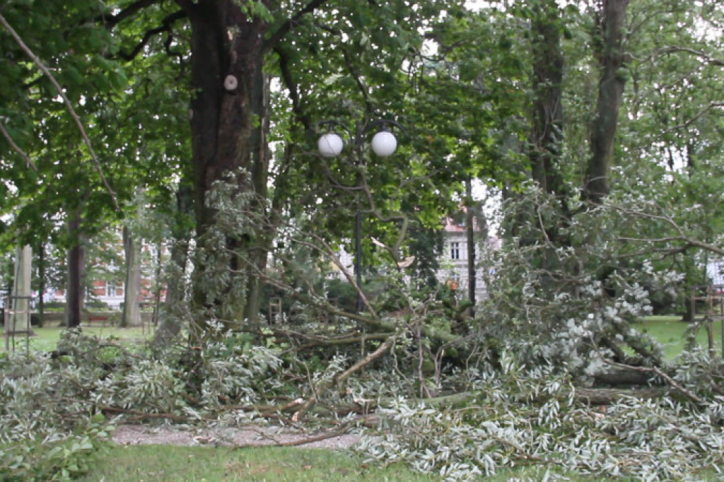 Powalone drzewa w Parku Miejskim