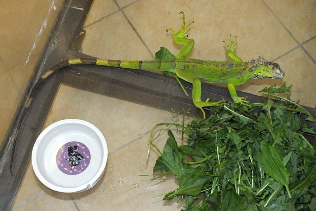 Na Armii Krajowej znaleziono legwana