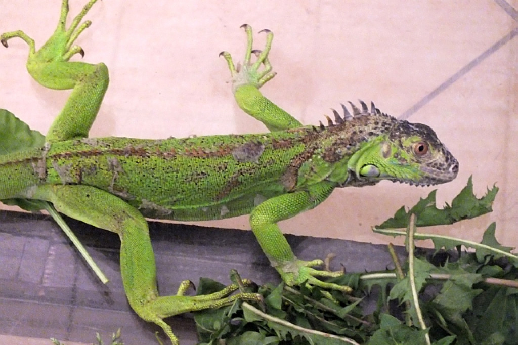 Na Armii Krajowej znaleziono legwana