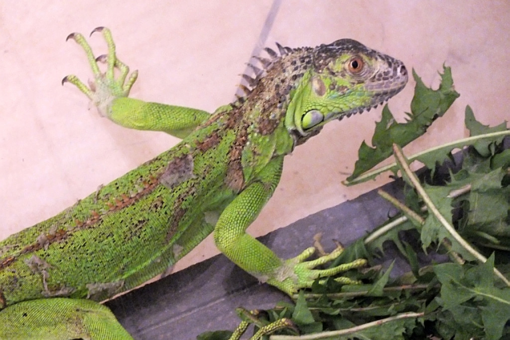 Na Armii Krajowej znaleziono legwana