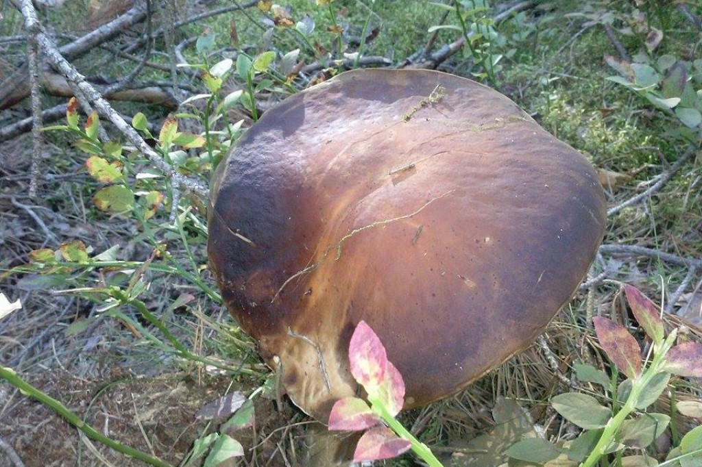 Zobacz grzyby giganty!