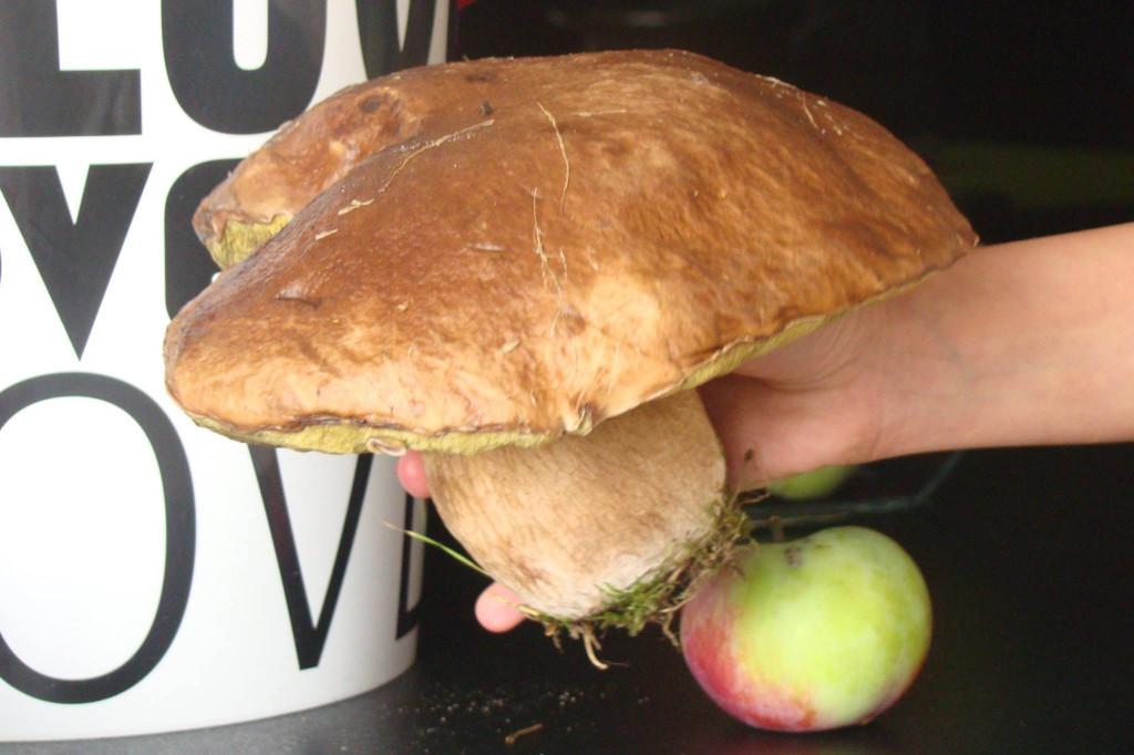 Zobacz grzyby giganty!