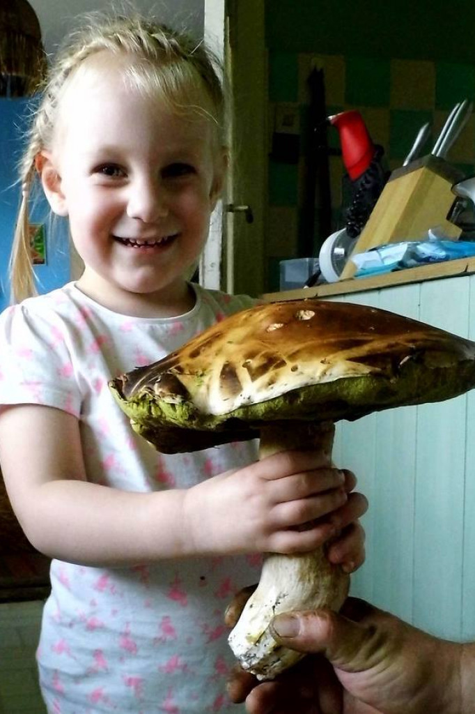 Zobacz grzyby giganty!