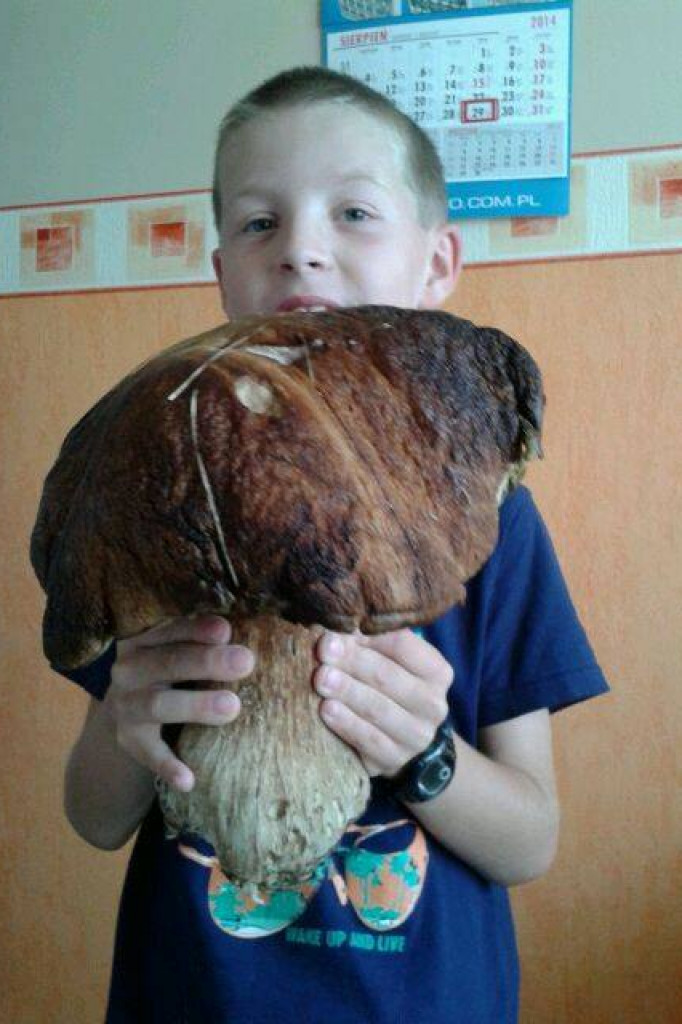 Zobacz grzyby giganty!