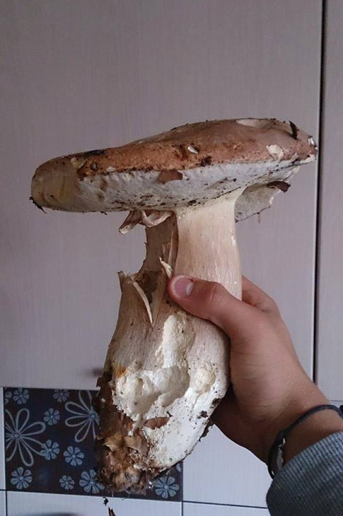 Zobacz grzyby giganty!