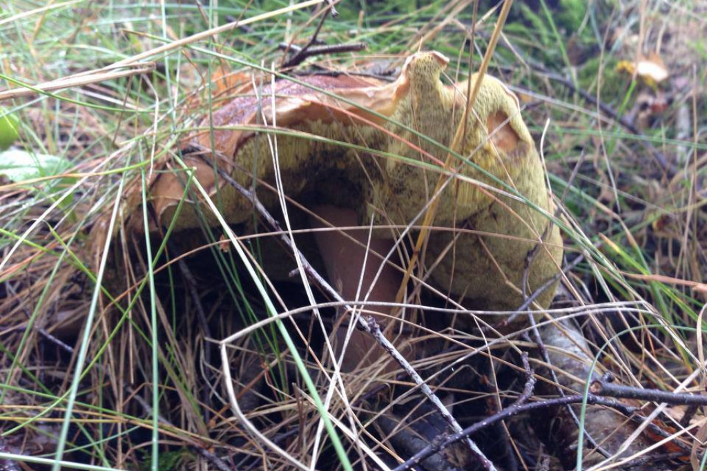 Zobacz grzyby giganty!