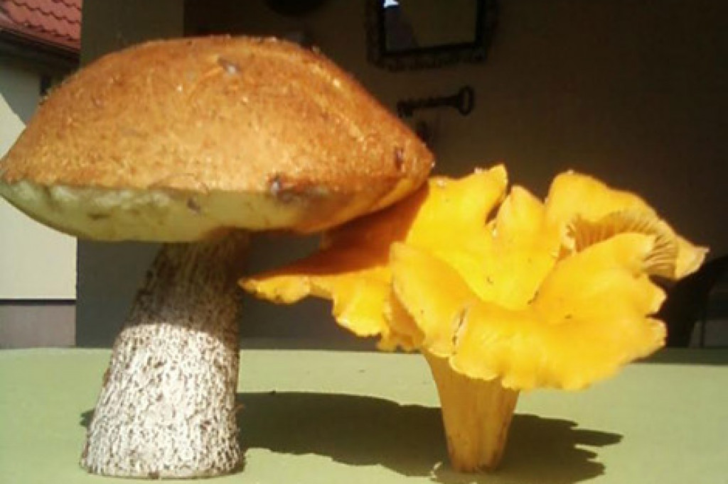 Zobacz grzyby giganty!