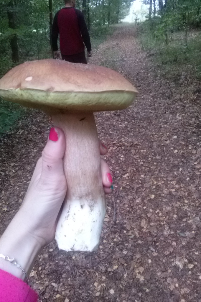 Zobacz grzyby giganty!