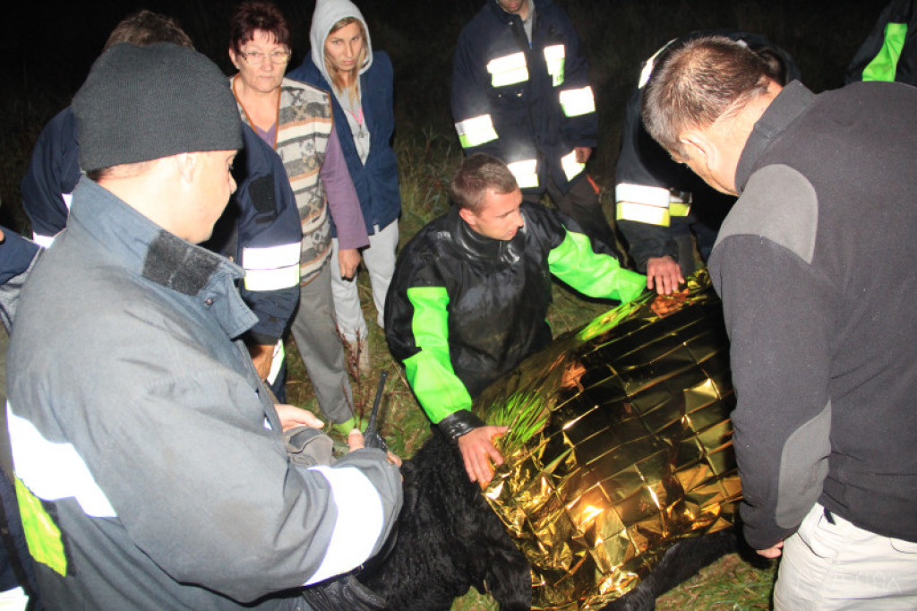 Krowa w rowie. Strażacy i mieszkańcy wioski ruszyli z pomocą