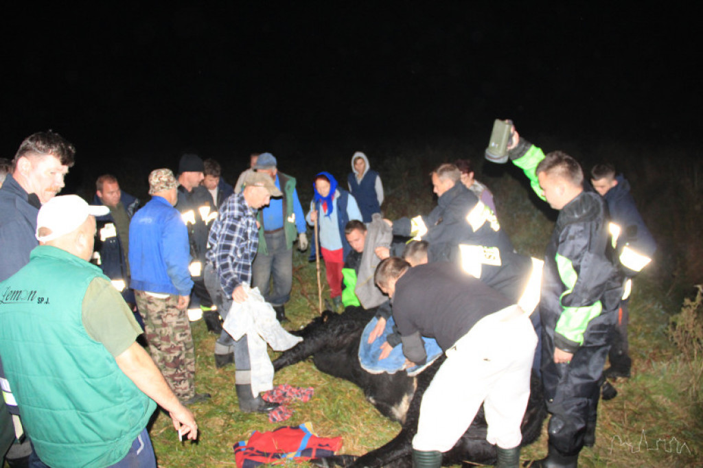 Krowa w rowie. Strażacy i mieszkańcy wioski ruszyli z pomocą