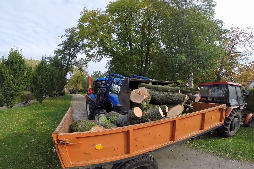 Ruszyła wycinka drzew w parku