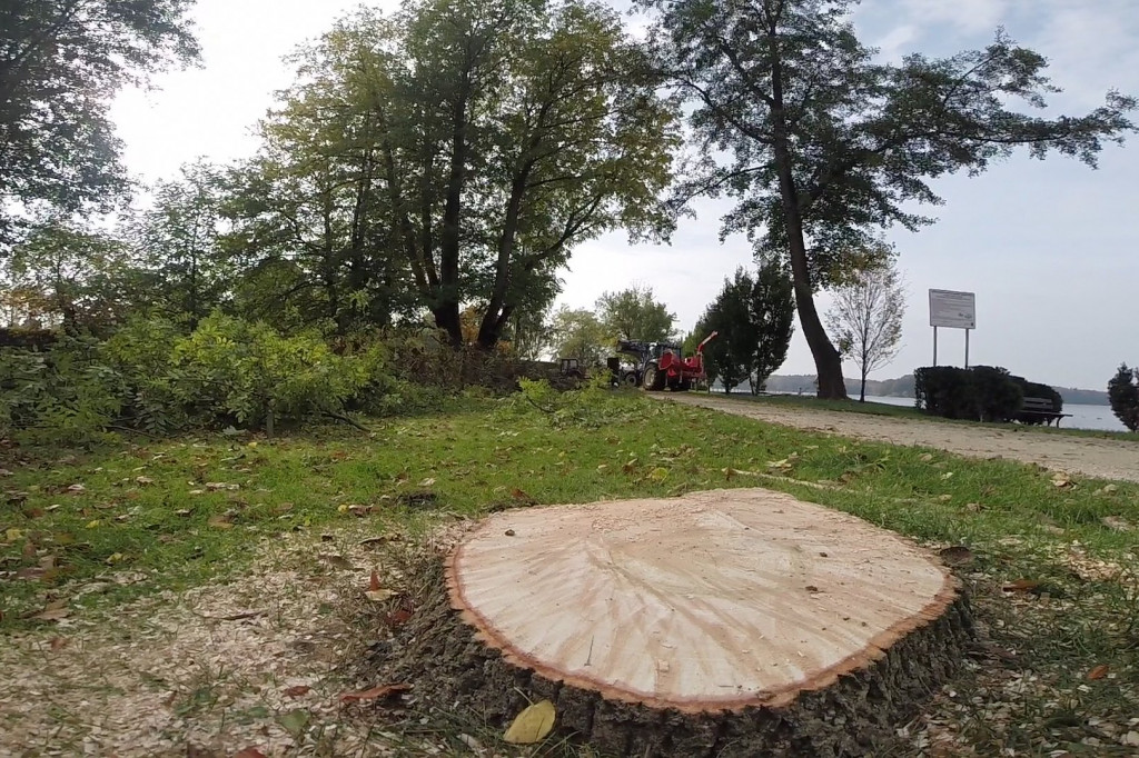 Ruszyła wycinka drzew w parku