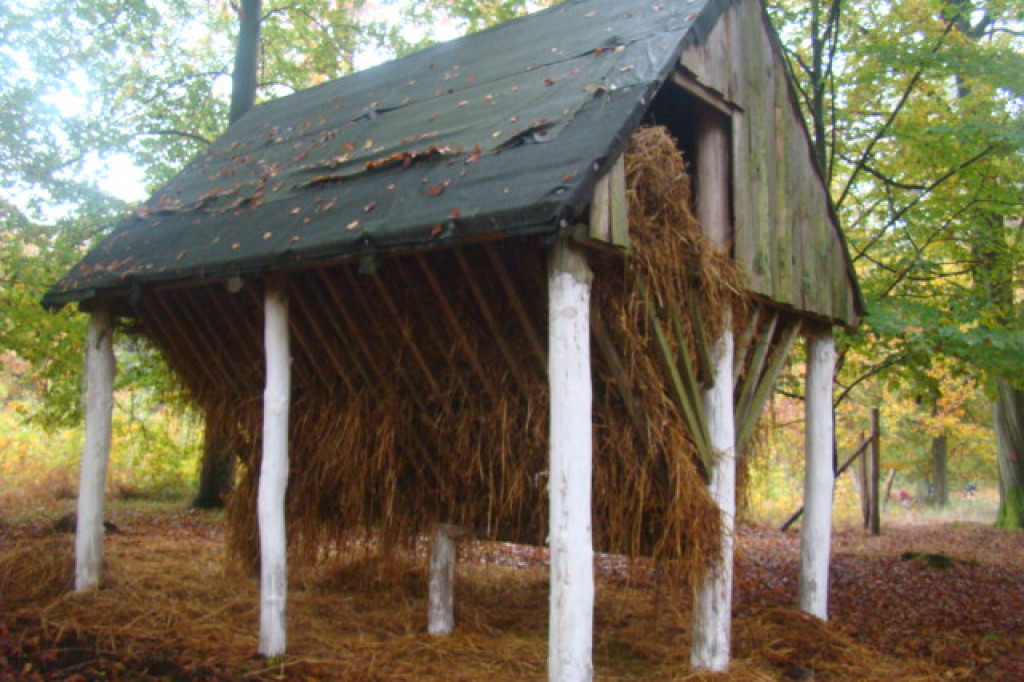 Mali odkrywcy z Misia w odwiedzinach u leśnych przyjaciół