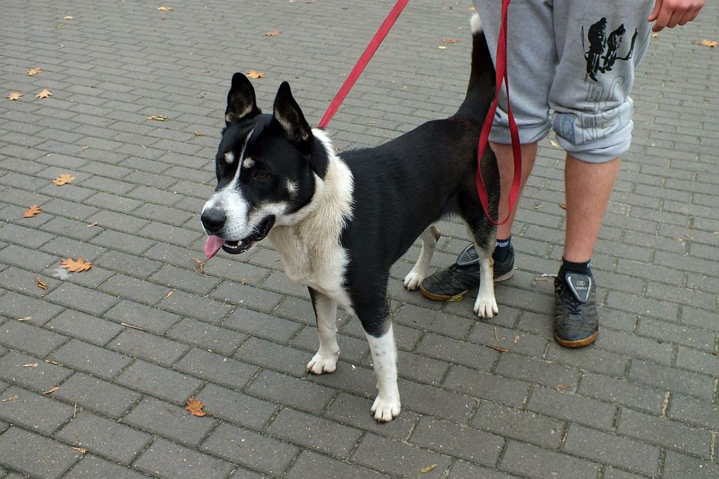 Znaleziono psa. Szukamy właściciela