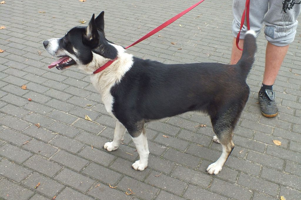 Znaleziono psa. Szukamy właściciela