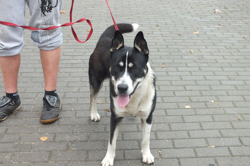 Znaleziono psa. Szukamy właściciela